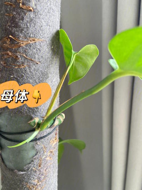 绿萝12月如何扦插（绿萝11月份可以扦插吗）