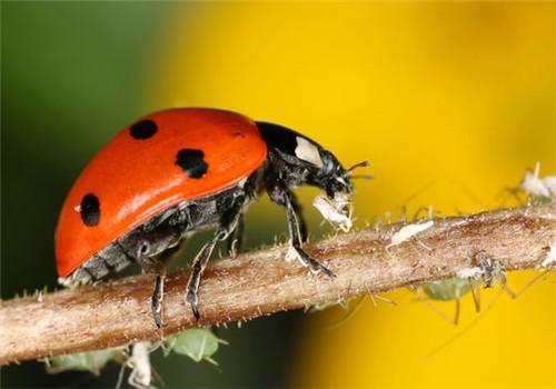 如何预防甲虫吃花（怎么让甲虫吃东西）