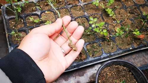 月季花小苗如何施肥（月季小苗怎样施肥）