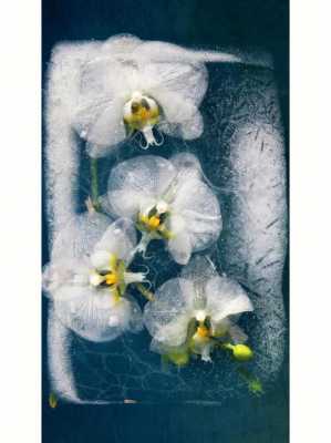 如何冰冻花卉（如何冰冻花卉保存）
