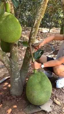 如何摘树上的大树菠萝（如何摘树上的大树菠萝视频）