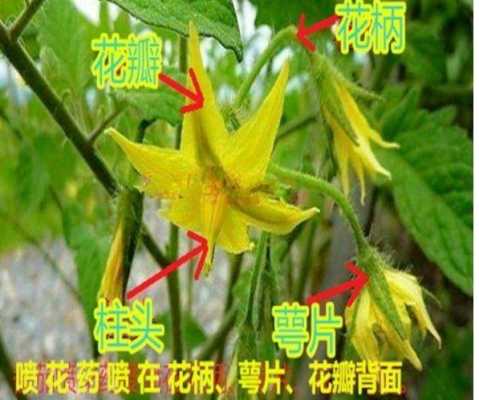 如何让植物开花（如何让植物开花坐果）