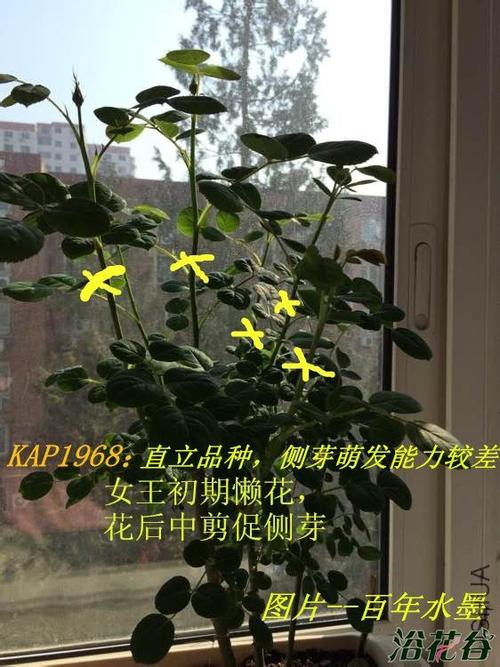如何控制月季不长高（想让月季长高怎么修剪）