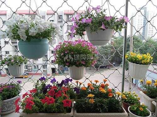 北京阳台如何室外种花的简单介绍