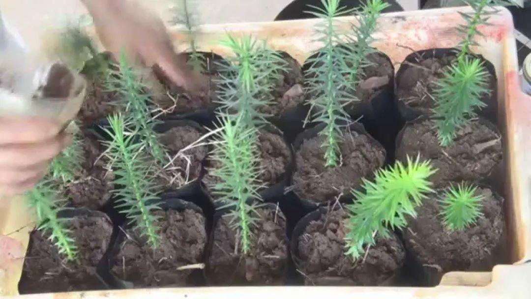 南洋杉种子如何繁殖（南洋杉育苗方法）