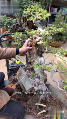 如何种榆树（榆树种植技术视频）