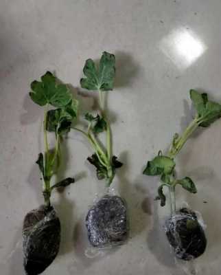花盆西瓜如何种植（花盆西瓜种植一个大花盆结几个西瓜）