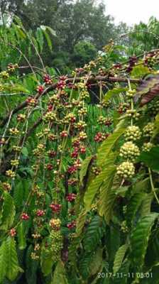 咖啡树如何养护（咖啡树最理想的种植条件）