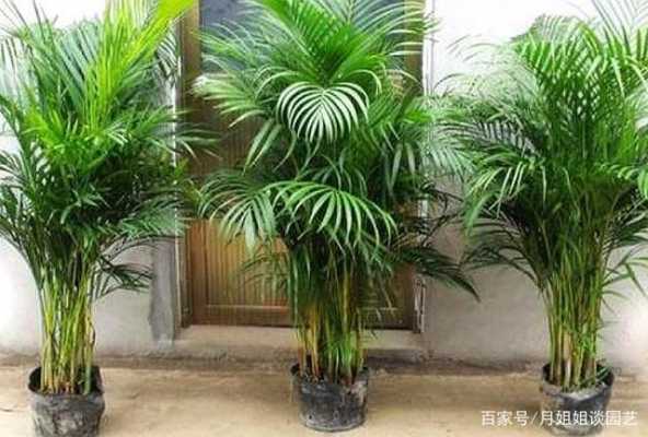 椰子树盆栽如何种植（椰子树花盆里怎么养）