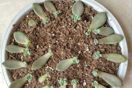 多肉发芽如何种植（多肉发芽需要多长时间）