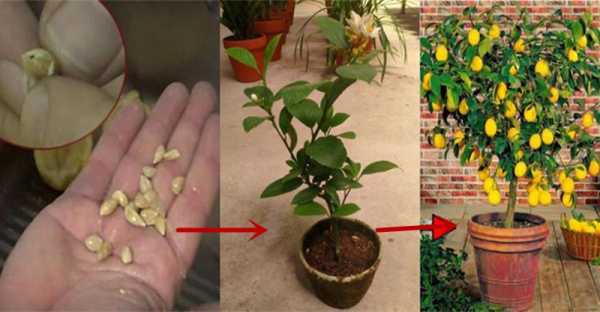 柠檬树如何种植（柠檬树的种植与养护）