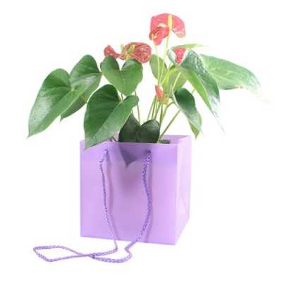 花卉盆栽网购如何包装（怎么给花盆进行外包装）