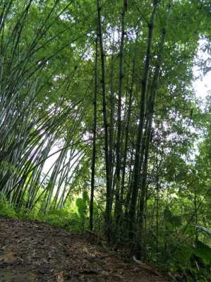 竹子如何快速成林（竹子怎样）