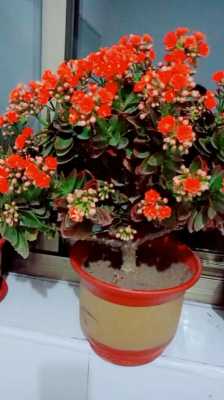 长寿花如何在家养（长寿花怎样养活）