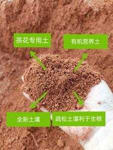 茶花营养土如何配制（茶花营养花土配方）
