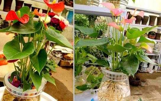 养花如何防蛇（养花如何防蚊虫）