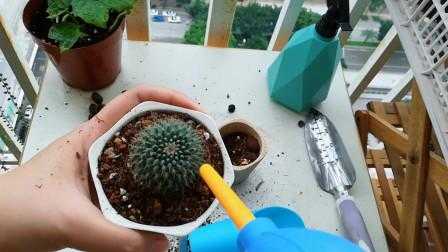 仙人球如何换盆（仙人球如何换盆视频）
