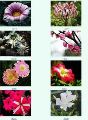 如何介绍花的形态特征（介绍花的形态姿态或香味）