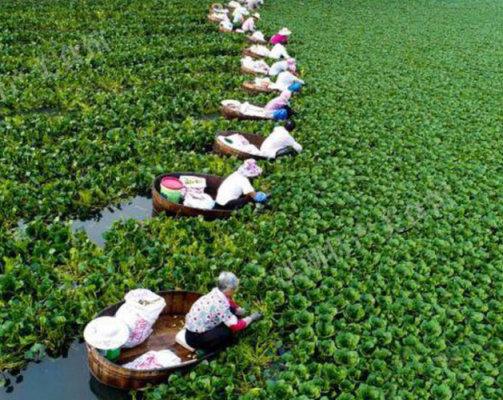 牛角菱如何养殖（牛角菱怎么吃好吃）