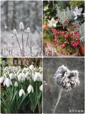 冬季如何保养花（冬天怎么养花越冬管理）