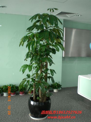 大叶招财树如何繁殖（大叶招财植物图片大全）