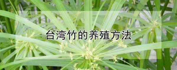 台湾竹如何养护的简单介绍