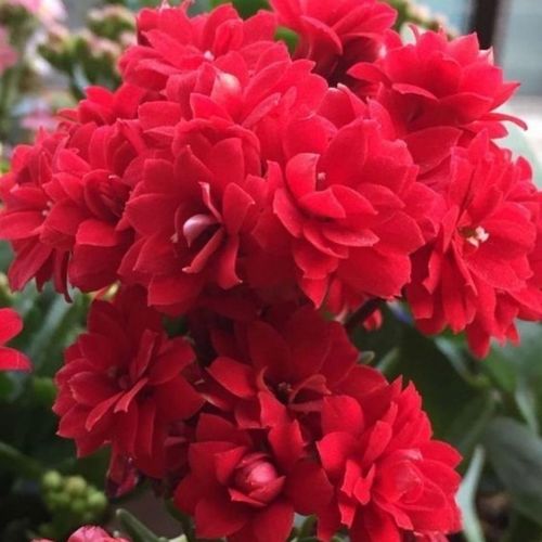 长寿花如何配土最疏松（长寿花用土用什么配土好）