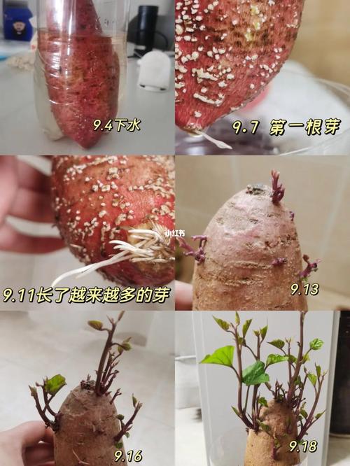 如何用红薯做水培（红薯怎么做水培盆景）