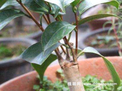 茶花如何在树上繁殖（茶花树怎么培育）