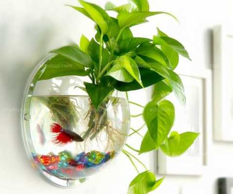 金鱼缸如何水培植物（金鱼缸养鱼怎么样让水变得更纯净）