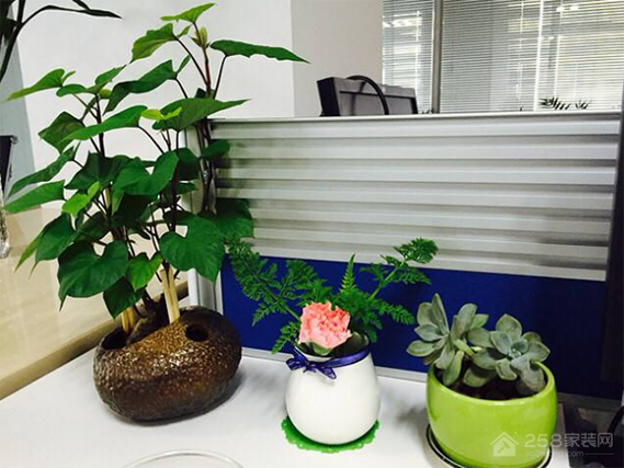 办公室如何摆放植物（办公室怎么放植物）