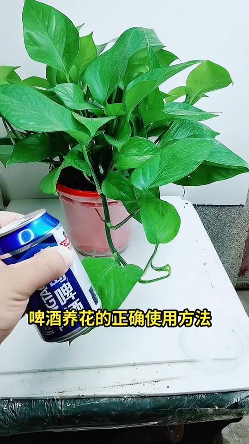 花卉浇啤酒如何浇（花浇啤酒的正确方法）