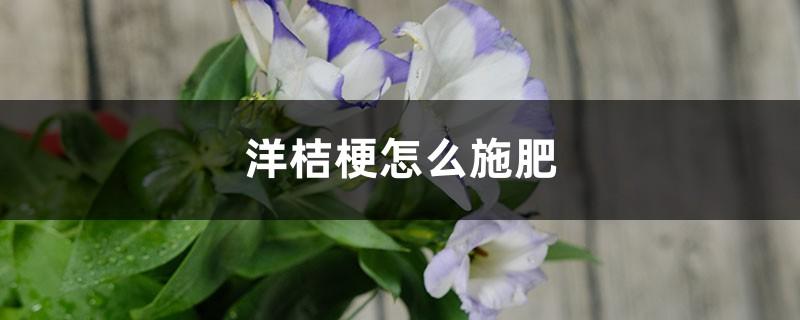 洋桔梗如何施肥（洋桔梗施肥用花多多几号）