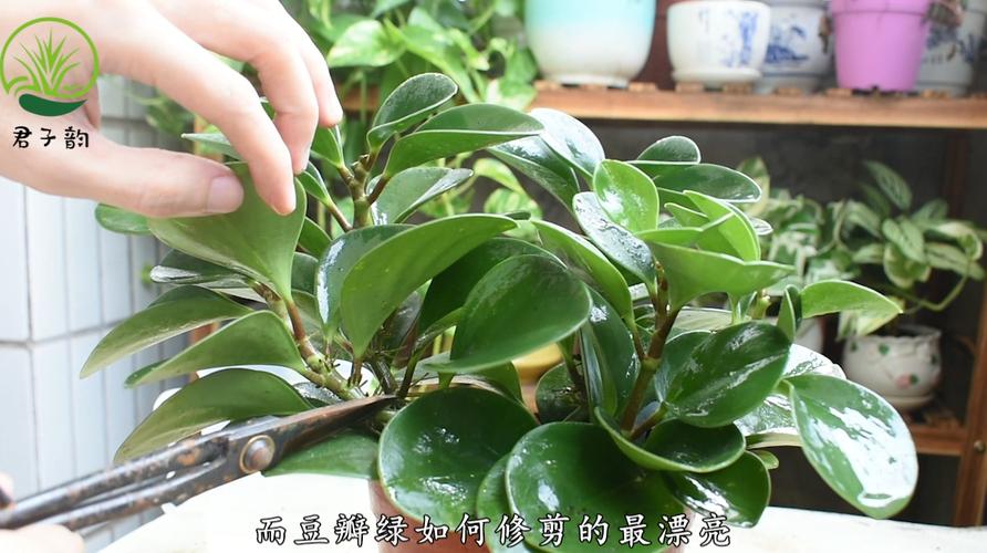 豆瓣花如何修剪（豆瓣花怎么养爆盆）