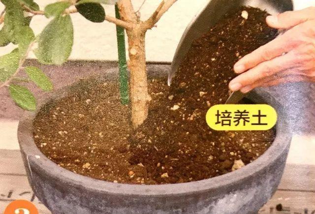 如何为植物松土（如何给植物松土不伤根）