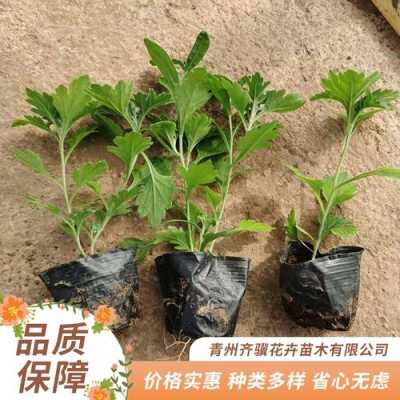 北京夏菊盆栽如何养殖（北京夏菊苗）
