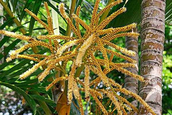 椰子花卉如何养护（椰子树花卉如何护理）-图3