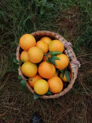 如何种橘（如何种橘子）-图3