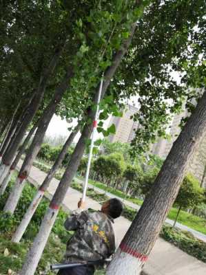 如何毒杀杨树(专杀杨树的药)-图2 如何毒杀杨树(专杀杨树的药)-图2