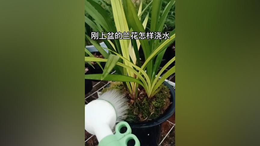 兰花花期如何浇水（兰花花期如何浇水视频）