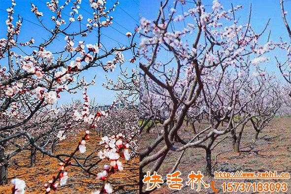 杏树如何预防春季冻花（杏树如何预防春季冻花的发生）