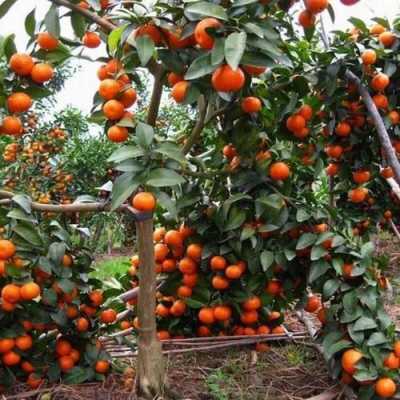 柑橘树要如何繁殖（柑橘繁殖技术）