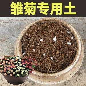 盆栽菊花营养土如何配制（菊花土壤配置）