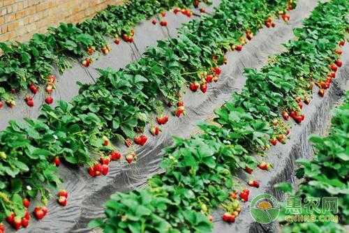 如何在土地里种草莓（田园土种草莓）