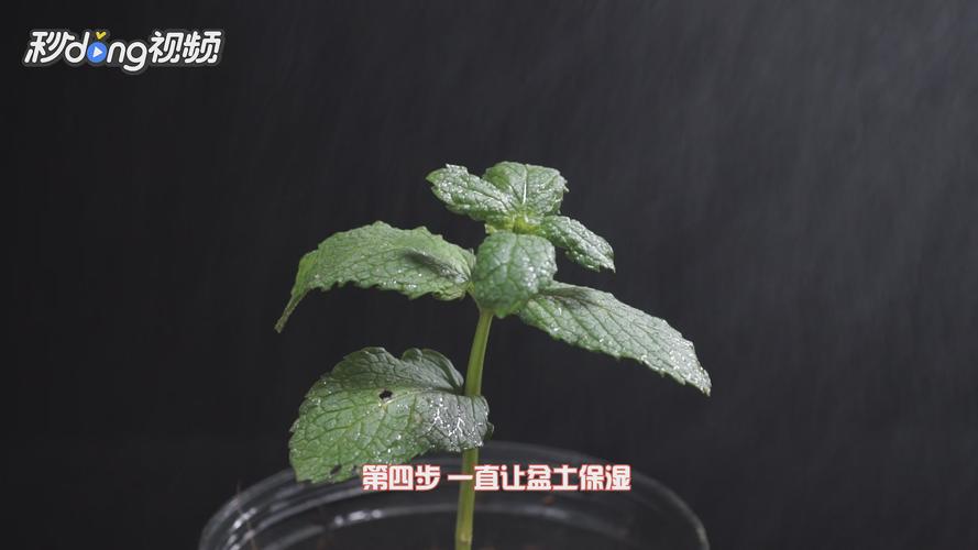 薄荷幼苗如何养护(薄荷幼苗怎么养护)-图2 薄荷幼苗如何养护(薄荷幼苗怎么养护)-图2