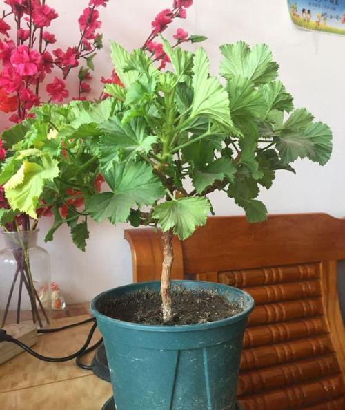 如何盆栽天竺葵（如何盆栽天竺葵开花）