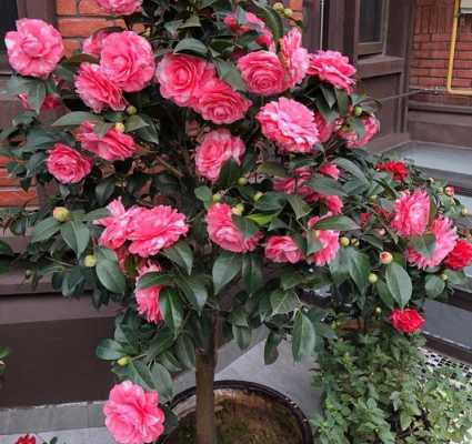 茶花室内如何养（室内种植茶花花期怎么让花开好）