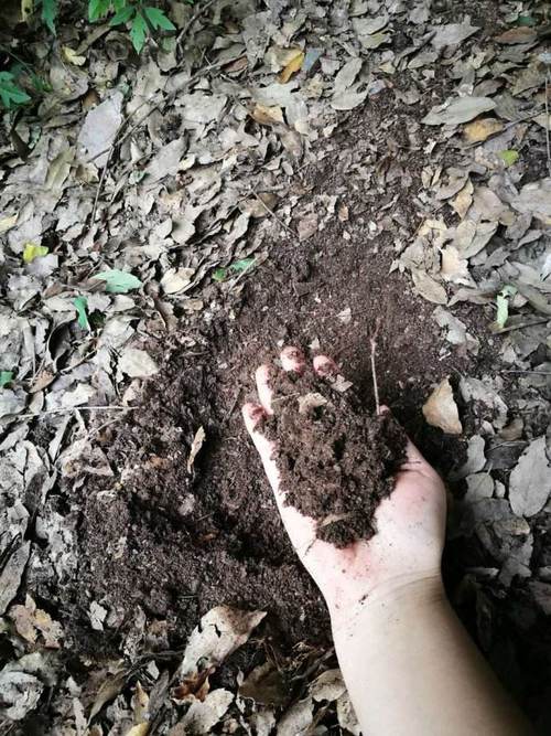 如何用腐叶土追肥（腐叶土有肥力吗）