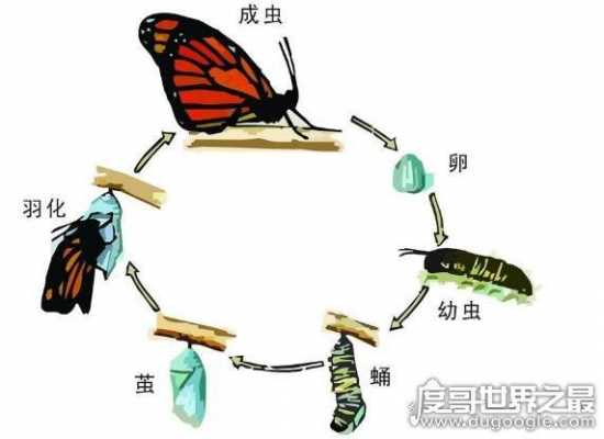 蝴蝶是如何进行繁殖的（蝴蝶是如何繁殖后代的）