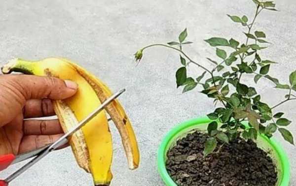 香蕉皮如何做花肥（香蕉皮如何做花肥肥料）